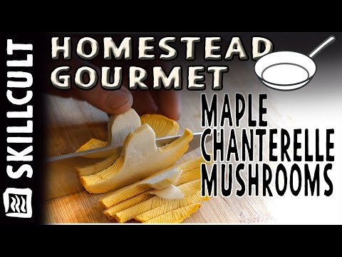 maple-chanterelle-mushrooms,-my-best-chanterelle-recipe,-how-to-cook,-candy-caps,