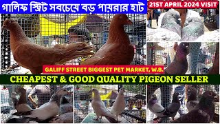 Cheapest & Good Quality Pigeon Seller|সবচেয়ে বড় পায়রার হাট | Galiff Street Market, Kolkata |21/04/24 by AMAR 2020 1,301 views 20 hours ago 10 minutes, 50 seconds