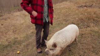 Pig's Tale - Sam Neill & Two Paddocks Wines
