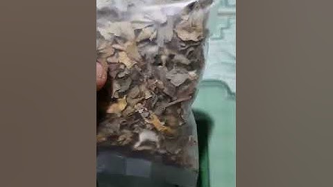 Trà sâm bố chính ,  công dụng trà sâm bố chính