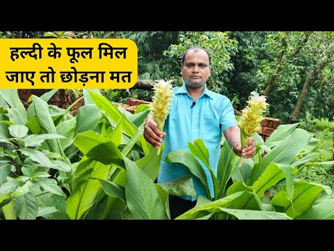 वीडियो: मेंहदी का फूल: विवरण, घर पर उगाने की विशेषताएं, उपयोगी गुण