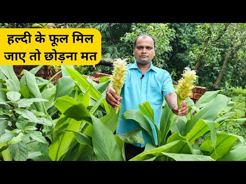 वीडियो: दिवस का फूल किस रंग का होता है?