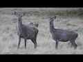 Canterbury Tahr and Chamois 2019