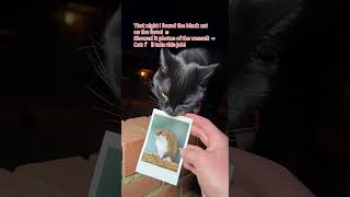 Weasel Annihilation! 🦝 Black Cat: Boss! Don’t forget the five-star review! 🐱