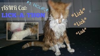 ASMR Cat: 1 Hour of Grooming! (LoFi, No Talking) by ASMR Cat Sounds 156,545 views 7 years ago 56 minutes