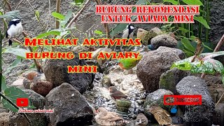 MELIHAT AKTIVITAS BURUNG DIDALAM AVIARY MINI | burung rekomendasi untuk aviary mini #aviaryminimalis