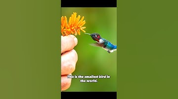 "The Smallest Bird On Earth | Bee Hummingbirds"😲🐦 #shorts #viral #birds