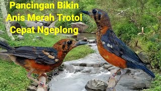 Pancingan bikin Anis Merah Trotol cepat ngeplong