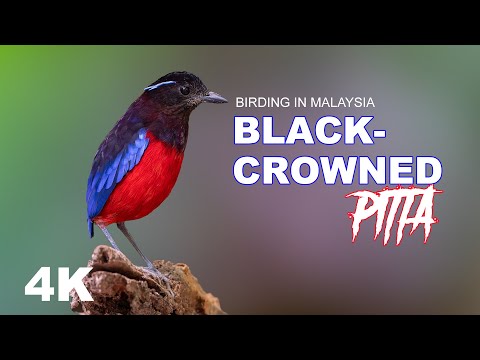 Birding in Borneo : Black-Crowned Pitta in Sepilok's Rainforest Discovery centre (RDC)