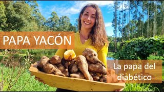 YAKON POTATO: harvest, history and properties