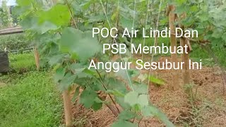 Pemupukan Dengan Air Lindi & PSB⁉️ Terbukti pupuk organik hasilnya sangat baik