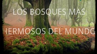 Los bosques más hermosos del mundo