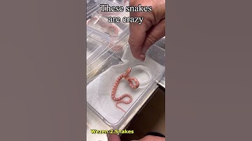 Thumbnail of Hatchling Corn Snakes are feisty!!!!