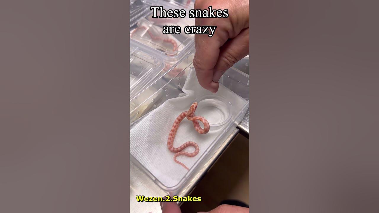 Hatchling Corn Snakes are feisty!!!!