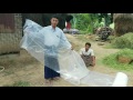 Small scale silage making in Myanmar - demonstration