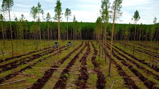 ЛЕСОВОССТАНОВЛЕНИЕ ОТ ГРУППЫ 