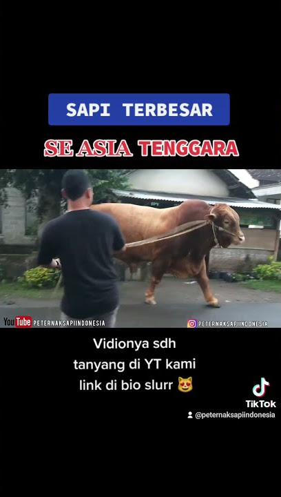 TIKTOK SAPI BIMA SAKTI 🤩🤩🤩🤩🤩