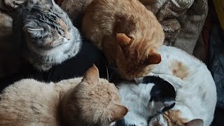 五只猫咪围着你，猜猜哪只是猫妈妈？ by Little Zhang's Cats 52 views 2 weeks ago 1 minute, 27 seconds