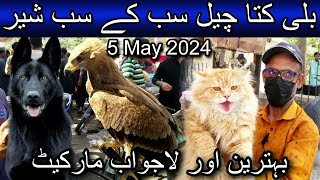 Saddar cats and dogs market May 5, 2024 | Cheapest cat and dog market in karachi | Pet market