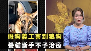 東張西望｜假狗義工害到狼狗｜養貓斷手不予治療｜以愛護動物名義騙人危害生命｜梁敏巧 Patrick Sir