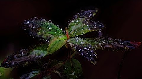 A long look at spring | PhotoLink Library