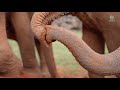 Enjoying Natural Inclinations With Elephant Family In Slow Motion - ElephantNews