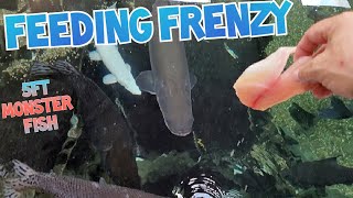 Feeding the MONSTER FISH at Ohio Fish Rescue 20 minute 4k video