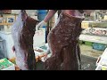 So Graphic : Huge LIVE Monkfish Skinining | BESt Japanese Fish Cleaning Skills