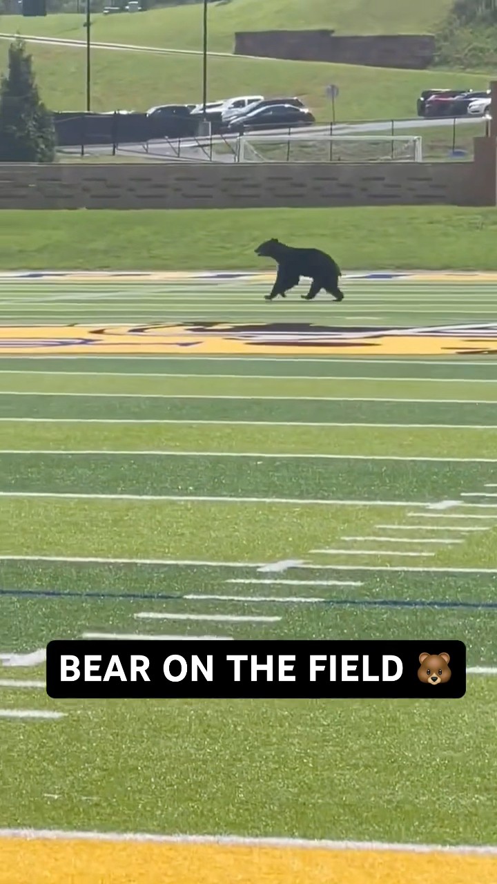Bears LOVE HS Football ? #shorts