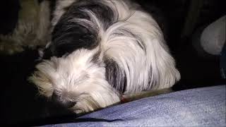 Ziggy & Molly (Tibetan Terrier Siblings) Playing at home by New York Dogs 70 views 1 year ago 9 minutes, 34 seconds