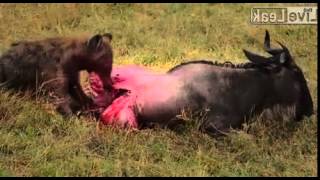 Vicious Feast: Hyena Eats Wildebeest Alive (Warning *Graphic*)