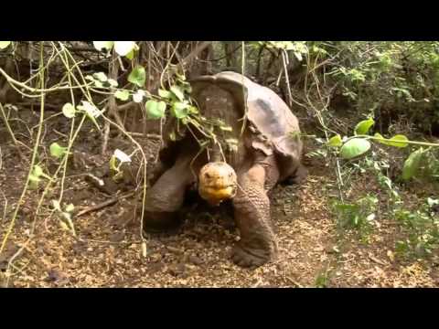 Diego the 'rampant' tortoise