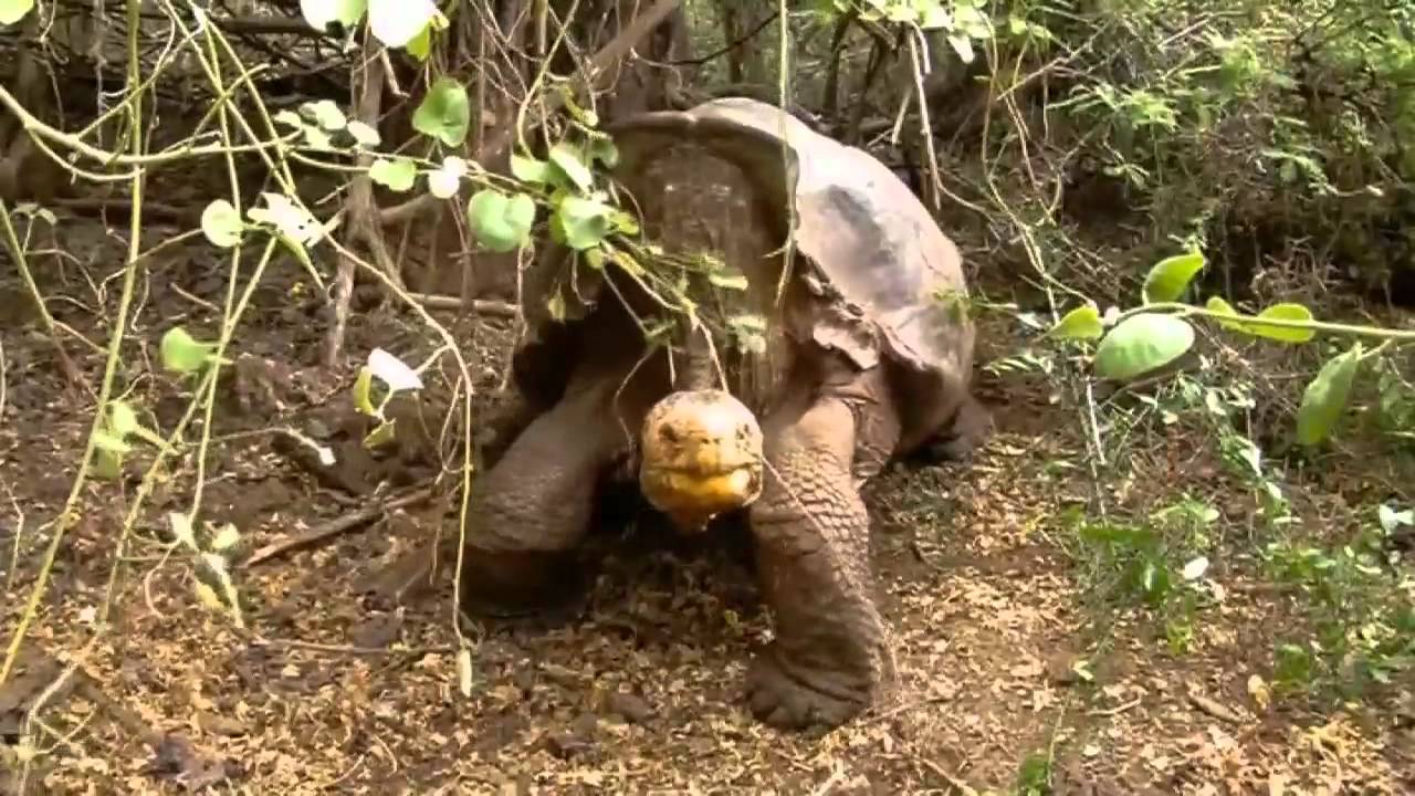 Diego the 'rampant' tortoise