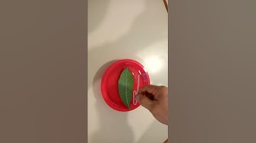 Making a Compass out of a Paper Clip