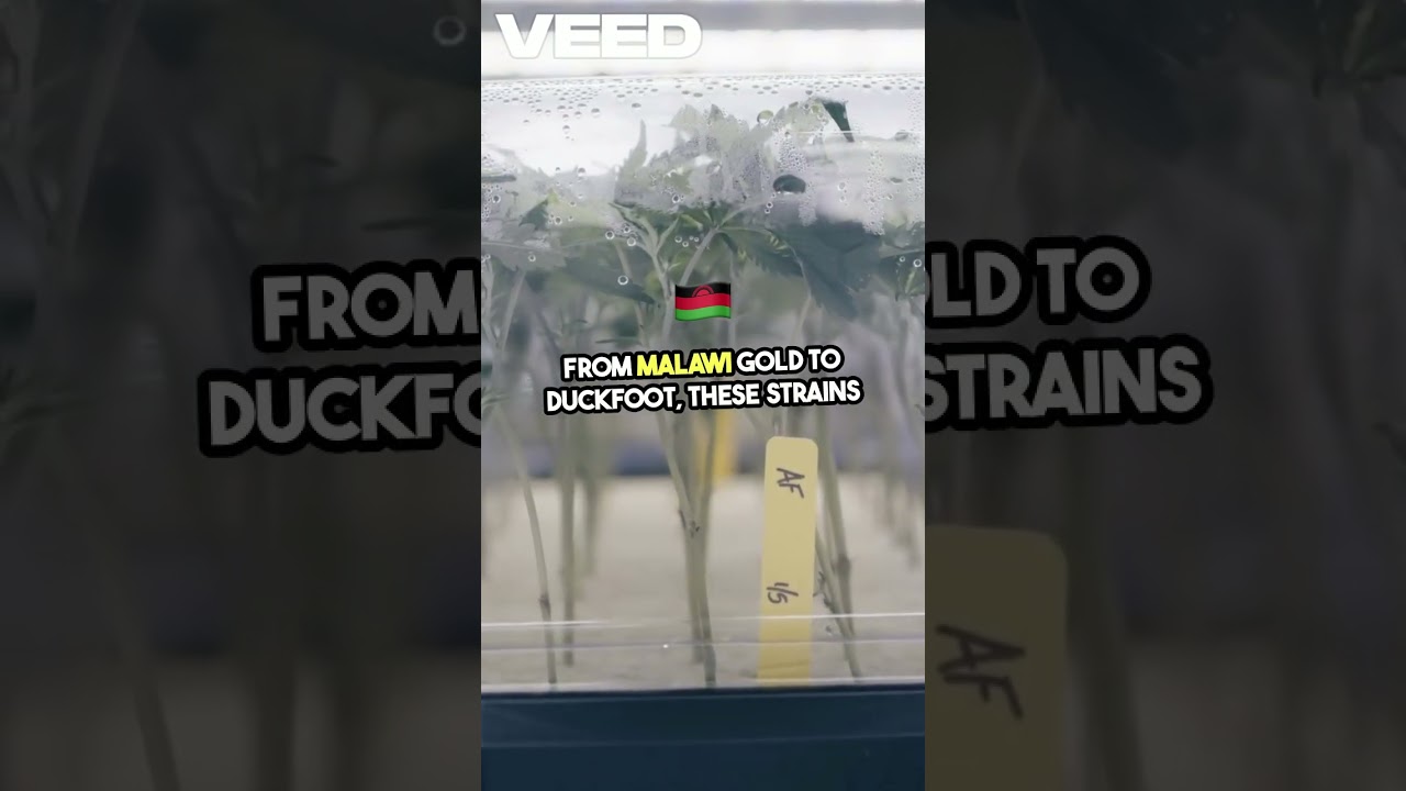 Top 5 Rarest Cannabis Strains Revealed! VEED