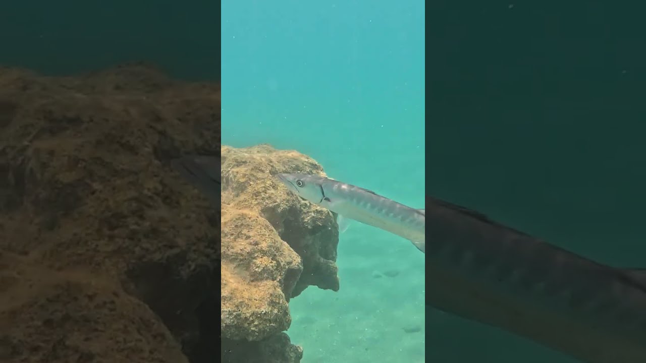 Face To With A Great Barracuda On The Hunt 