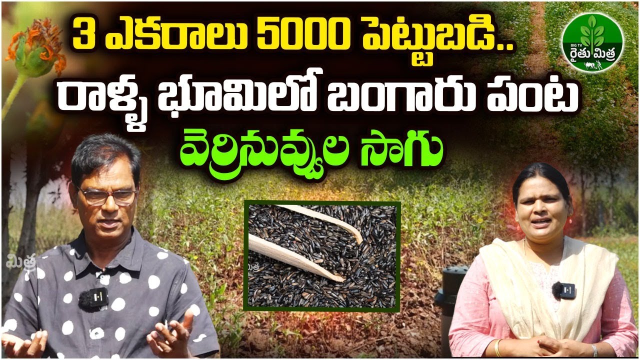 Verri Nuvvulu Farming వెర్రినువ్వుల సాగు | Niger Seeds Cultivation | BIG TV Rythu Mithra