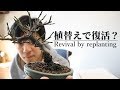 梅盆栽の水切れが植替で復活？- Plum bonsai is revived by replanting -