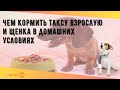 Чем кормить таксу взрослую и щенка в домашних условиях