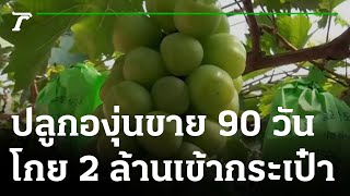 ปลูกองุ่นขาย 90 วันโกย 2 ล้านเข้ากระเป๋า | 07-02-66 | ตะลอนข่าว