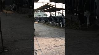 dairy form motivate video farming kheti badi #bollywood