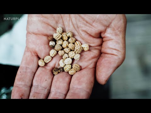 Video: Start frø i haven med pottejord