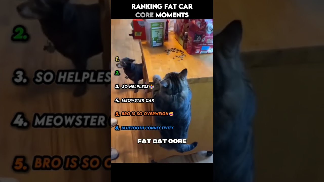 Ranking Fat Cat Core Moments Funny Catcore Fatcats