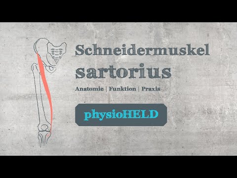 Video: Was ist der proximale Ansatz des Sartorius-Muskels?