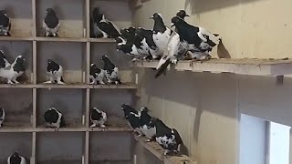 Київські та Ніжинські голуби/pigeons 🇺🇦