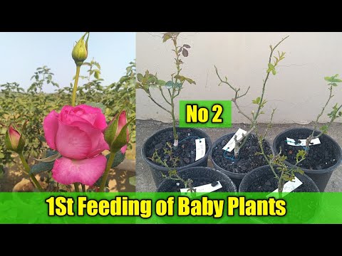वीडियो: गुलाब खिलाने का कार्यक्रम