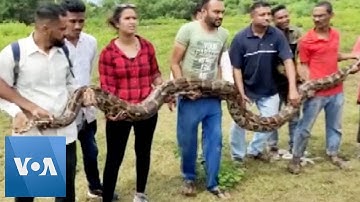 Wildlife Officials Rescue 14-Foot-Long Python in Western India