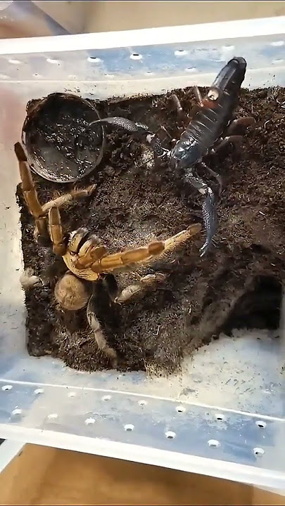 Who wins scorpian vs spider | scorpion vs spider fight| scorpion fight |spiderfight#spider#scorpions