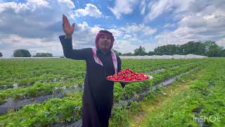 شترينا فراوله من مزارع المانيا_ابوعكال-وبنين