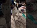CHIWEENIE WINS TUG-OF-WAR #shorts #chiweenie #cute and #funny #dog video